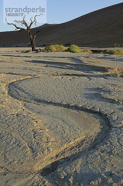 Trockene Tonpfanne mit abgestorbenen Kameldorn-Akazienbäumen (Acacia erioloba)  Dead Vlei  Namib-Wüste  Namib-Naukluft N. P. Namibia