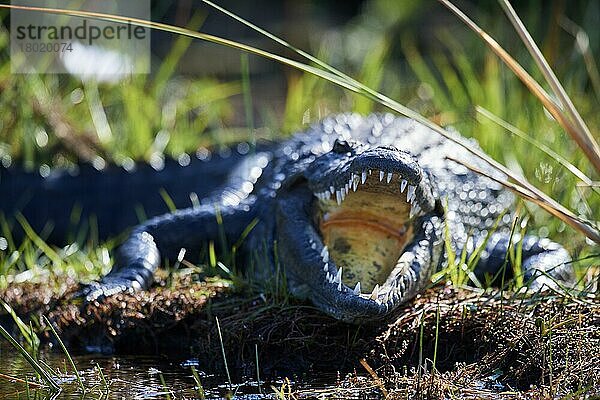 Nilkrokodil (Crocodylus niloticus)  das mit offenem Mund ruht  um die Körpertemperatur zu regulieren  Moremi-Wildreservat  Okavango-Delta  Botswana  Afrika