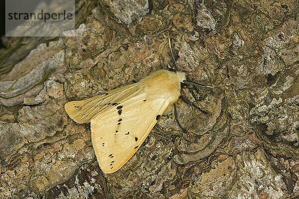 Büffelhermelin (Spilosoma luteum)  erwachsen  auf Rinde ruhend  Norfolk  England  Großbritannien  Europa