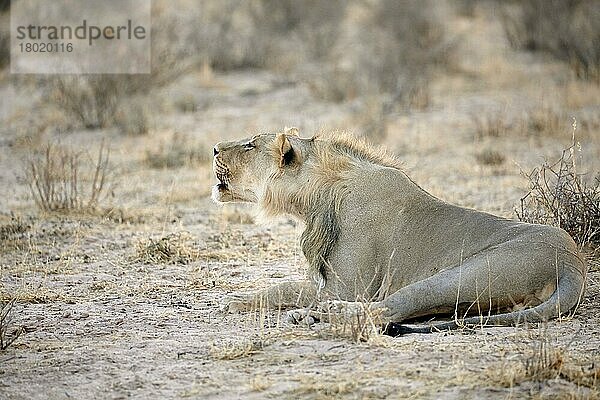 Transalvaallöwe  Transalvaallöwen (Panthera leo krugeri)  Panthera leo  Raubkatzen  Raubtiere  Säugetiere  Tiere  Transvaal Lion immat