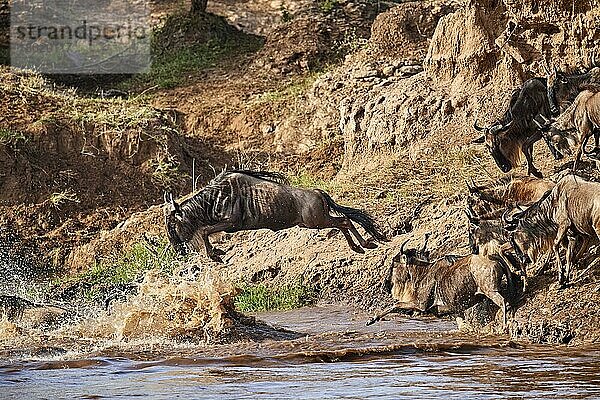 Streifengnu (Connochaetes taurinus) Migrationsbedingter Sprung im Mara-Fluss  Masai Mara National Reserve  Kenia  Afrika