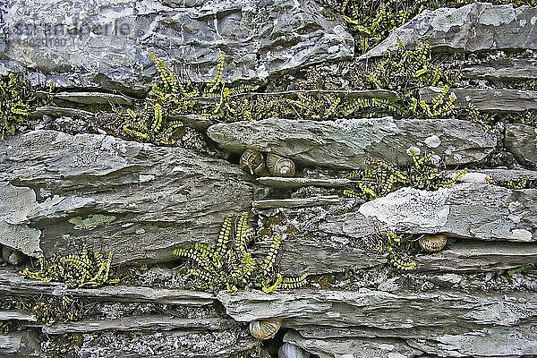 Jungfernhaar-Milzkraut (Asplenium trichomanes) auf Kalksteinwand  Gartenschnecken (Helix aspersa) in Rissen überwinternd  Devon  England  Frühling