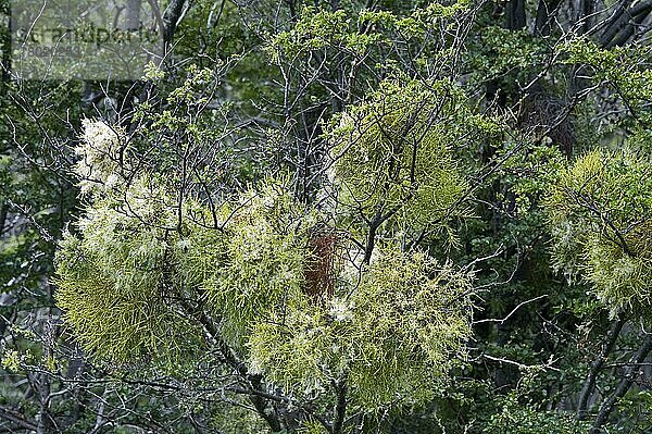 Mistel (Misodendron punctulatum) blühend  wächst als Hemiparasit auf Südbuche (Nothofagus sp.)  Feuerland N. P. Südpatagonien  Feuerland  Argentinien  Südamerika