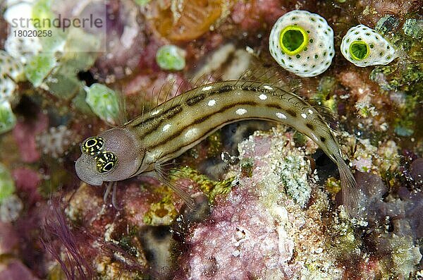 Dreilinien-Schleimfisch (Ecsenius trilineatus) adult  rastet neben Seescheiden  Tanjung Tutunuuake  Wetar-Insel  Barat Daya-Inseln  Kleine Sunda-Inseln  Indonesien  November  Asien