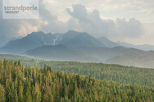 Blick über montanen Nadelwald-Lebensraum bei Sonnenuntergang  Tatra-Gebirge  Westkarpaten  Polen  Juni  Europa