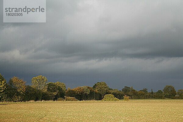 Blick auf bestelltes Ackerfeld und Hecke  mit herannahenden Gewitterwolken  Bacton  Suffolk  England  Oktober