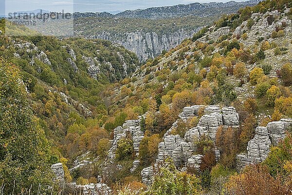 Kalksteinfelsen und Bäume in Herbstfarben  oberhalb von Kapesovo  Vikos-Aoos N.P.  Zagori  Epirus  Griechenland  Oktober  Europa