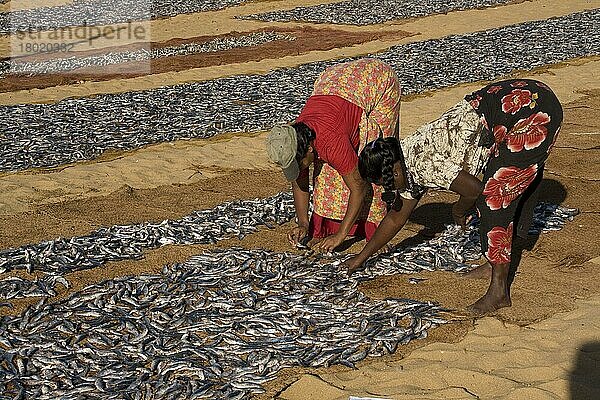 Fischfang  der in der Sonne zum Trocknen ausgebreitet wird  Negombo  Sri Lanka  Asien