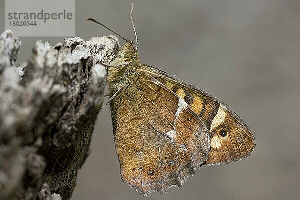 Kanaren-Waldbrettspiel (Pararge xiphioides) (Nymphalidae)  Andere Tiere  Insekten  Schmetterlinge  Tiere  Canary Speckled Wood adult  underside  resting on stump  La Gomera  Canary Islands