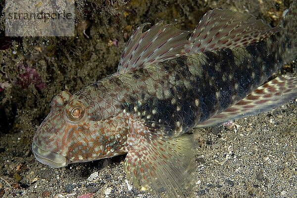 Erwachsene Schlammriffgrundel (Exyrias belissimus)  auf Sand  Lembeh Island  Sulawesi  Indonesien  Asien