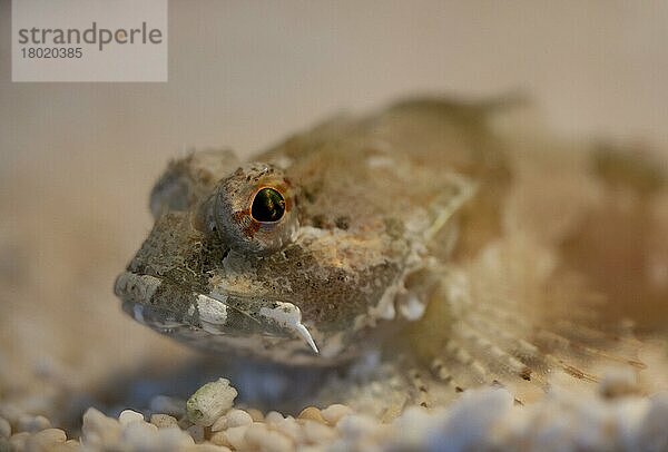 Vater Lasher (Myoxocephalus scorpius) erwachsen  Nahaufnahme des Kopfes  auf Kies ruhend  The Wash  Lincolnshire  England  März