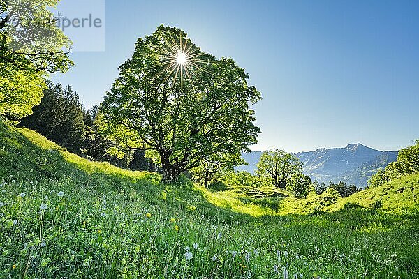 Sonne scheint druch Bergahorn und bildet Sonnenstern  im Bergfrühling mit Alpsteinmassiv im Hintergund  bei Ennetbühl im Toggenburg  Kanton St. Gallen  Schweiz  Europa