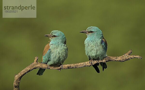 Blauracke (Coracias garrulus)  erwachsenes Paar  auf einem Ast sitzend  Ungarn  Mai  Europa