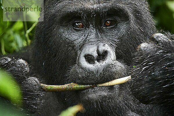 Porträt des männlichen Silberrücken Berggorilla (Gorilla beringei beringei) bei der Nahrungsaufnahme  Bwindi-Nationalpark mit undurchdringlichem Wald  Uganda  Afrika