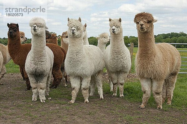 Erwachsene Alpakas (Lama pacos)  Herde auf der Weide stehend  West Sussex  England  Juni