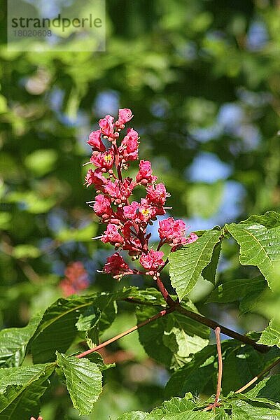 Rote Rosskastanie (Aesculus x carnea) Nahaufnahme eines Blütenstachels  West Sussex  England  Mai