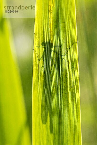 Agrion splendens  Gebänderte Prachtlibelle  Gebänderte Prachtlibellen (Calopteryx splendens)  Andere Tiere  Insekten  Libellen  Tiere  Banded Demoiselle adult  Silhouette behind Norfolk  E