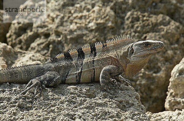 Schwarzer Stachelschwanzleguan (Ctenosaura similis) eingeführte Art  erwachsen  ruhend am felsigen Vorufer  Florida (U.) S. A. Februar