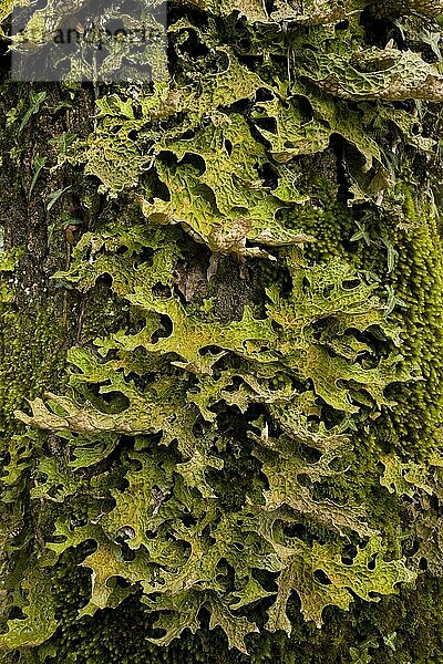 Baum-Lungenkraut schadstoffempfindliche Flechte (Lobaria pulmonaria)  wächst am Baumstamm  Halbinsel Gargano  Apulien  Italien  Europa