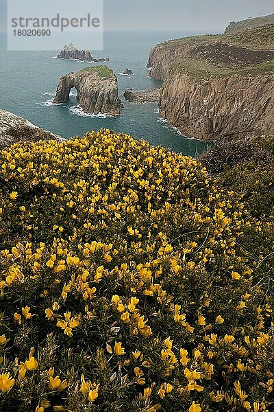 Blühender Gemeiner Ginster (Ulex europaeus)  wächst auf einer Felskuppe mit Meeresbogen in der Ferne  Land's End  Cornwall  England  März