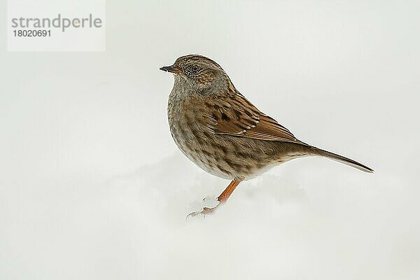 Dunnock (Prunella modularis) Erwachsener  stehend auf schneebedecktem Boden  Norfolk  England  Januar