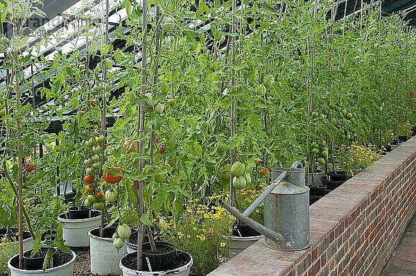 Tomaten (Solanum sp.)  mit reifenden Früchten  wächst im Gartengewächshaus  Suffolk  England  August