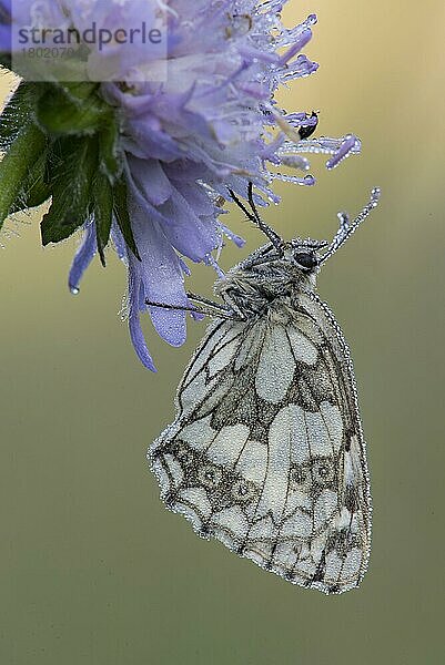 Marmorierter Weißer (Melanargia galathea)  erwachsen  auf der Blüte der Feldkrätze (Knautia arvensis) schlafend  auf Kreidegrasland in der Morgendämmerung  North Downs  Kent  England  Juli