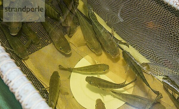 Aquaponik-Einheit  Wasser aus Becken mit Tilapia-Fischen wird in einen Trog mit Blähton gepumpt  mit Nährstoffen  die für den Gemüseanbau verwendet werden  Todmorden  West Yorkshire  England  April