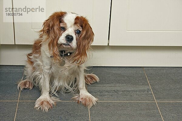 Haushund  Kavalier King Charles Spaniel  älterer Erwachsener  mit Grauem Star  auf dem Boden sitzend  England  Dezember