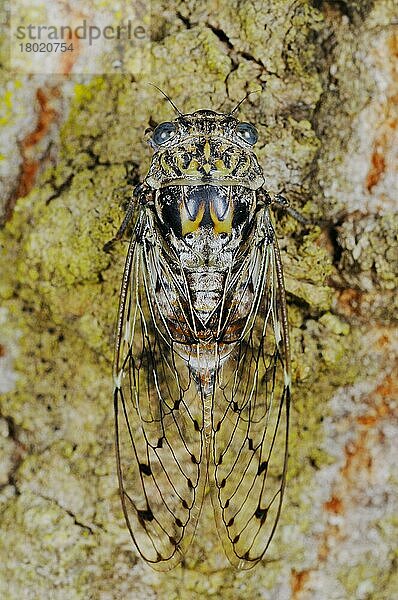 Zikade (Cicada orni) erwachsen  auf Rinde ruhend  Italien  Europa