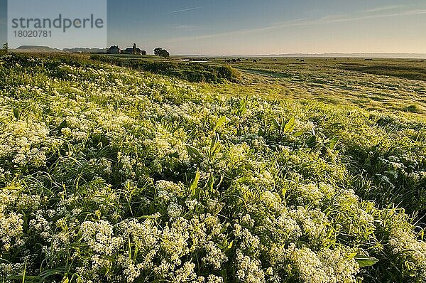 Blühende Masse der Hoary Cress (Cardaria draba)  wächst in der Morgendämmerung im Küstenweidesumpf-Lebensraum  Elmley Marshes N. N. R. North Kent Marshes  Isle of Sheppey  Kent  England  Mai