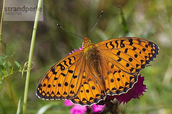 Marmorierter Scheckenfalter (Brenthis daphne)  erwachsenes Männchen  mit offenen Flügeln auf der Blüte ruhend  Pyrenäen  Ariege  Frankreich  Juni  Europa