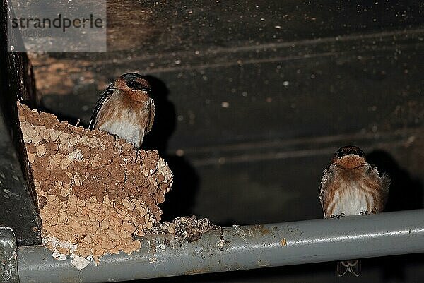 Höhlenschwalbe (Petrochelidon fulva poeciloma) zwei Erwachsene  die im Nest in der Brutstätte des Kellers schlafen  Marshall's Pen  Jamaika  Dezember  Mittelamerika