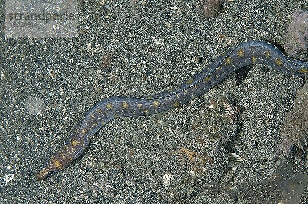 Reeve's Moray (Gymnothorax reevesii) adult  auf schwarzem Sand  Retak Larry  Lembeh-Straße  Sulawesi  Größere Sunda-Inseln  Indonesien  März  Asien
