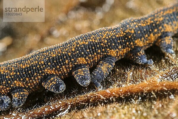 Neuseeländischer Samtwurm (Peripatoides novaezealandiae) adult  Nahaufnahme der Beine (in Gefangenschaft)