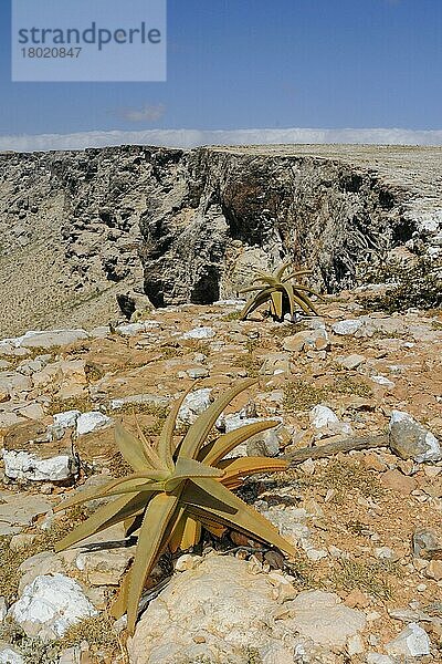 Ansicht von Aloen im südlichen Felslebensraum  Sokotra  Jemen  Asien
