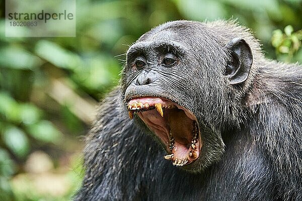 Schimpanse (Pan troglodytes schweinfurthii) Männchen gähnend  Kibale-Nationalpark  Uganda  Afrika