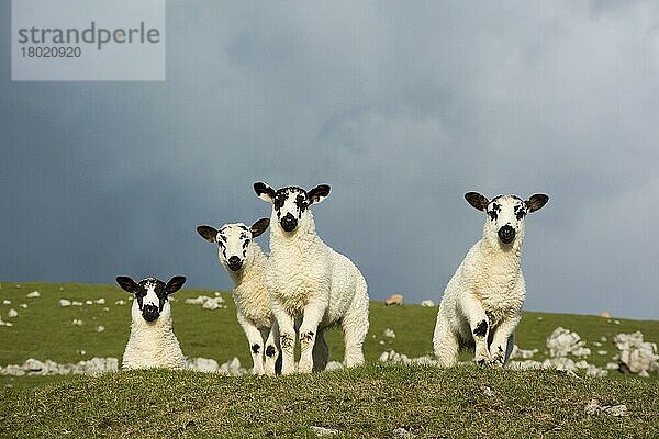 Hausschafe  Haustiere  Huftiere  Nutztiere  Paarhufer  Säugetiere  Tiere  Domestic Sheep  four mule lambs  standing in upland pasture  Cumbria  England  May