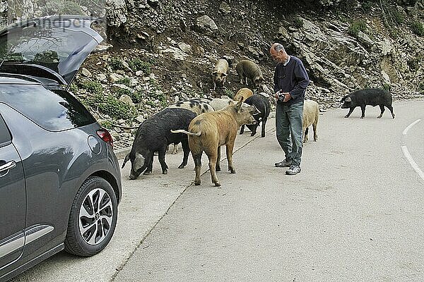 Wildschwein  Erwachsene  Herde auf Bergstraße stehend mit Tourist und Auto  Korsika  Frankreich  April  Europa