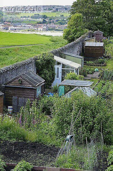 Ansicht der Kleingärten der Stadt  mit Schuppen und Gewächshäusern  umgeben von einer Granitmauer  Berwick-upon-Tweed  Northumberland  England  Juni