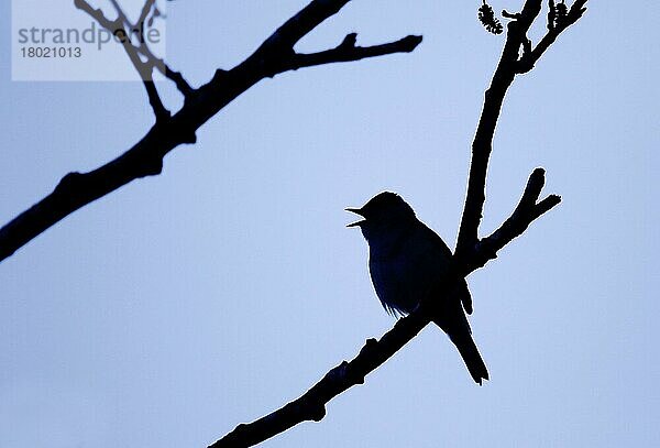 Mönchsgrasmücke  Mönchsgrasmücken (Sylvia atricapilla)  Singvögel  Tiere  Vögel  Blackcap adult male  singing  Silhouette on twig at dawn  Warwickshire  England  April