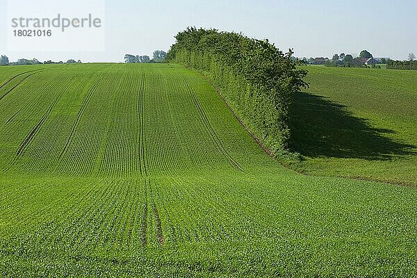 Feld mit Getreide-Sämlingspflanze und Hecke  Als  Ostsee  Dänemark  Mai  Europa