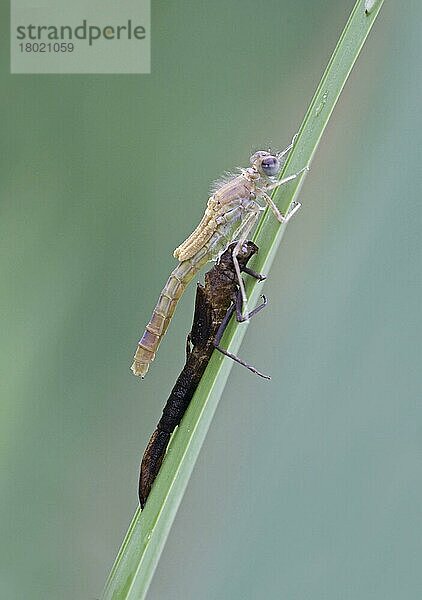 Rotaugenjungfer (Erythromma najas)  erwachsen  neu aufgetaucht  ruht neben Exuvia  Leicestershire  England  Großbritannien  Europa