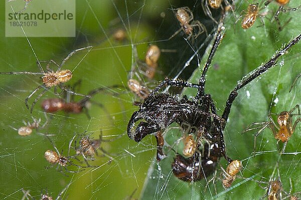 Erwachsene Erwachsene der Gesellschaftsspinne (Anelosimus sp.)  Gruppe mit der Schussameise (Paraponera clavata)  die sich im Gemeinschaftsnetz verfangen hat  Biologische Station Los Amigos  Madre de Dios  Amazonien  Peru  Südamerika