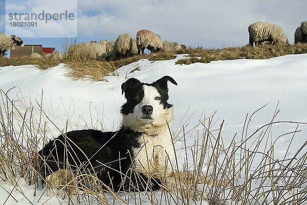 Haushund  Border Collie  arbeitender Schäferhund  erwachsen  auf Schnee liegend neben der Schafherde von Swaledale  Cumbria  England  März