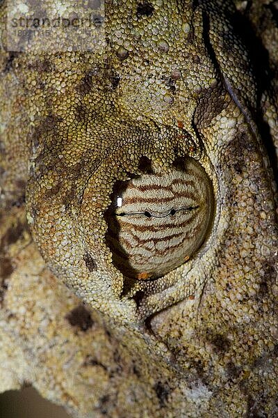 Plattschwanzgecko  Blattschwanzgecko  Plattschwanzgeckos  Blattschwanzgeckos  Andere Tiere  Gecko  Reptilien  Tiere  Eye of the giant leaf tailed gecko  Madagascar
