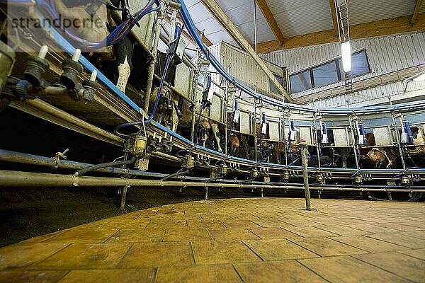 Milchviehhaltung  Milchkühe  im Karussell-Melkstand auf Biobetrieb  Schweden  August  Europa