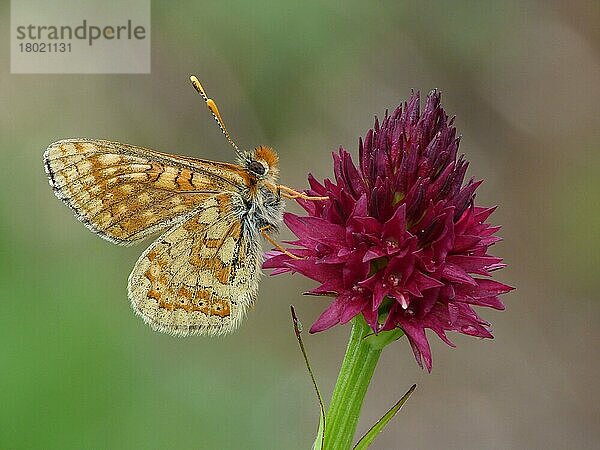 Alpiner Sumpfscheckenfalter (Euphydryas aurinia debilis)  erwachsenes Männchen  schlafend auf dem Blütenstachel der Schwarzen Vanilleorchidee (Nigritella nigra)  Italienische Alpen  Juli