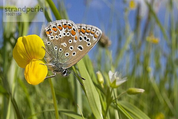 Gewöhnliches Blau (Polyommatus icarus)  erwachsenes Weibchen  ruhend auf der Blüte (Lotus corniculatus) des Vogelfußes Trefoil bei Sonnenschein  Leicestershire  England  Juni