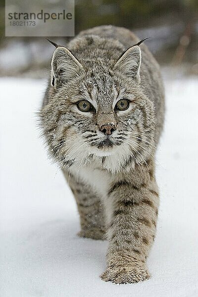 Bobcat (Lynx rufus) erwachsen  auf Schnee laufend  Montana  U. S. A. Februar (in Gefangenschaft)